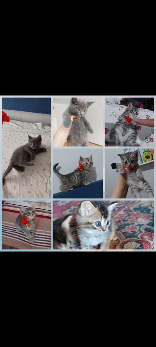 Шотландская девочки 1,5 мес