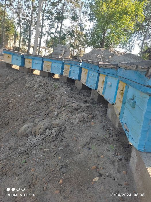 Asalari uyasi sotiladi