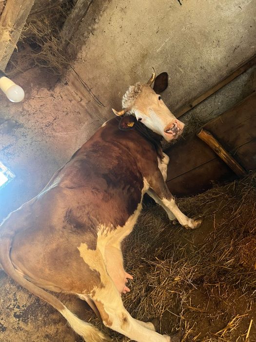 Vaca de vânzare de lapte