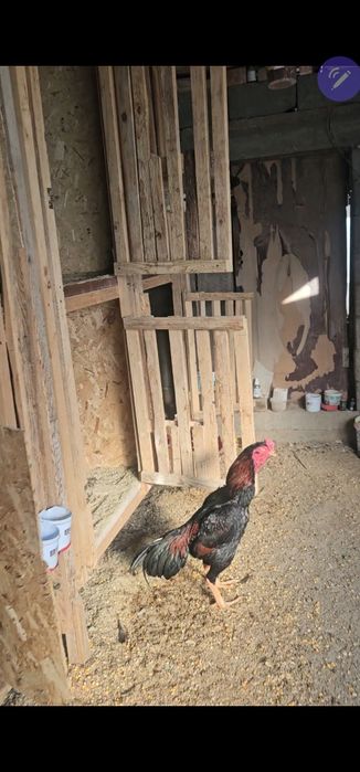 Бойцовы кораз дакан петух тулек