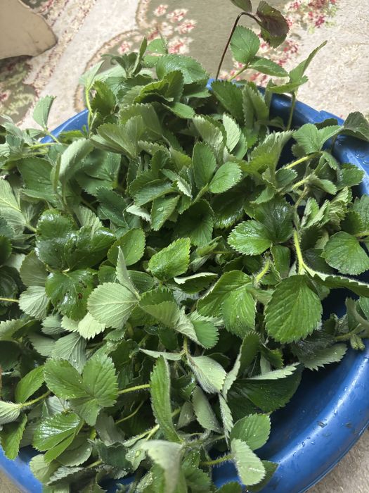 Отростки клубника сорт Альбион