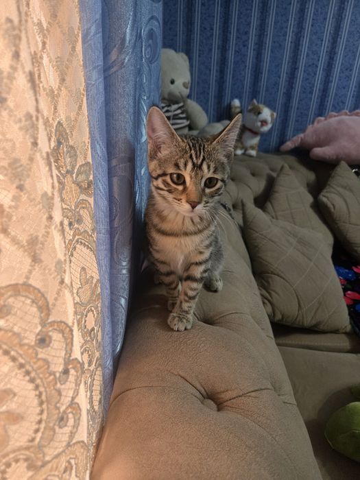 Отдам в хорошие руки котёнка,  девочка 3 месяца.