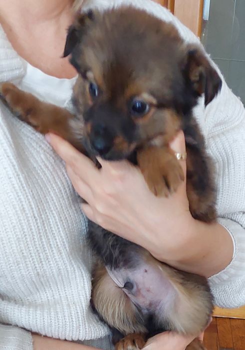 Щенки щаоночки.2 месяца.