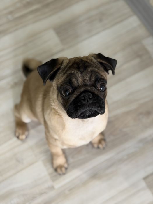 Мопс щенок 5 месяцев