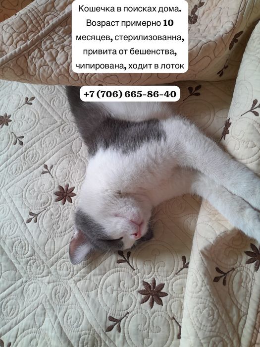 Кошечки в хорошие руки