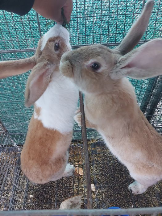 Iepuroi,  9 luni , 150 lei/buc