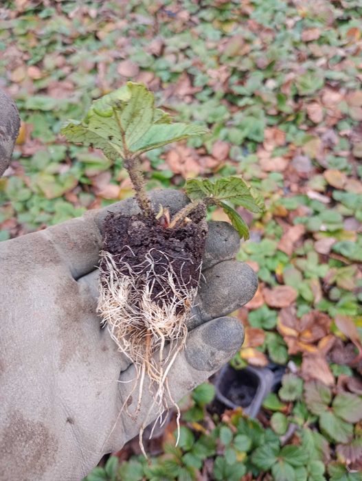 Stoloni de căpșuni la alveola.