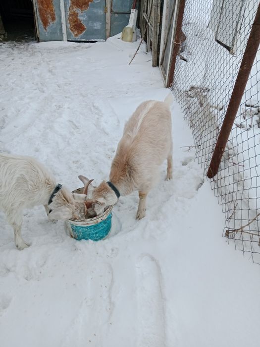 Сельхоз животные