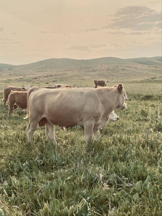 Бычки проодаажее