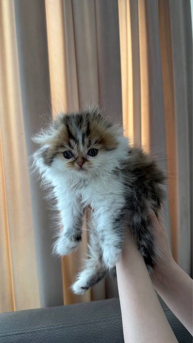 Продаётся породистый котёнок (мальчик)