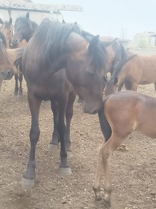 Продам или обменяю Лошадей