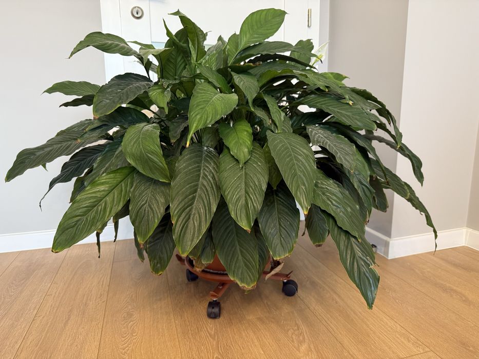 Декоративни стайни растения, цветя за дома и офиса ДРАЦЕНА, СПАТИФИЛУМ