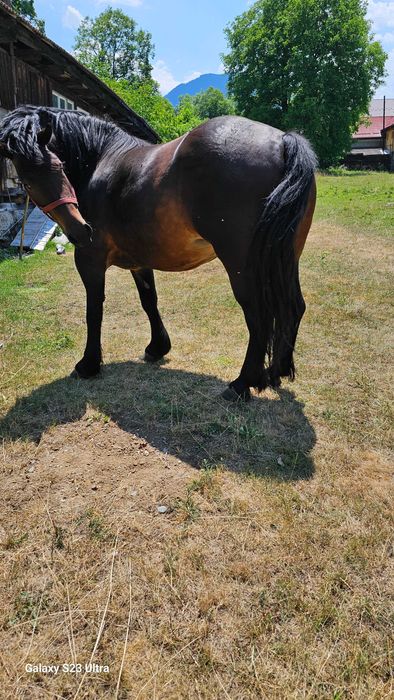 cal de vanzare, 4ani