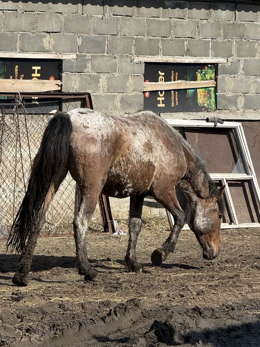 Лошадь с откорма