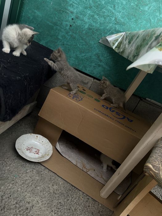 Отдам котят в хорошие руки