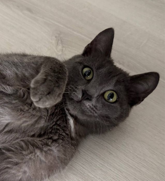 Отдаем котенка/кота
