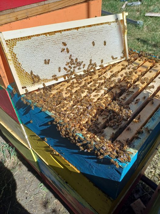 Miere albine salcam / rapita,pomi fructiferi,poliflora si capacele miere