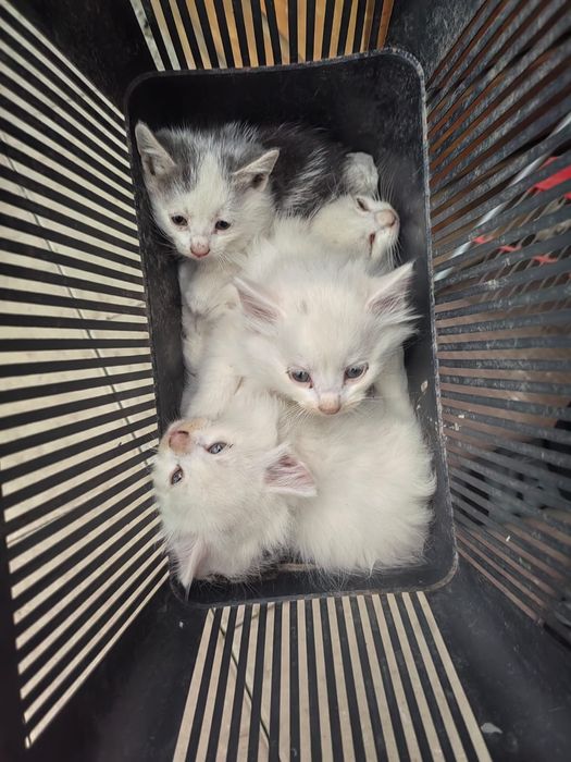 Котенок, котята, даром