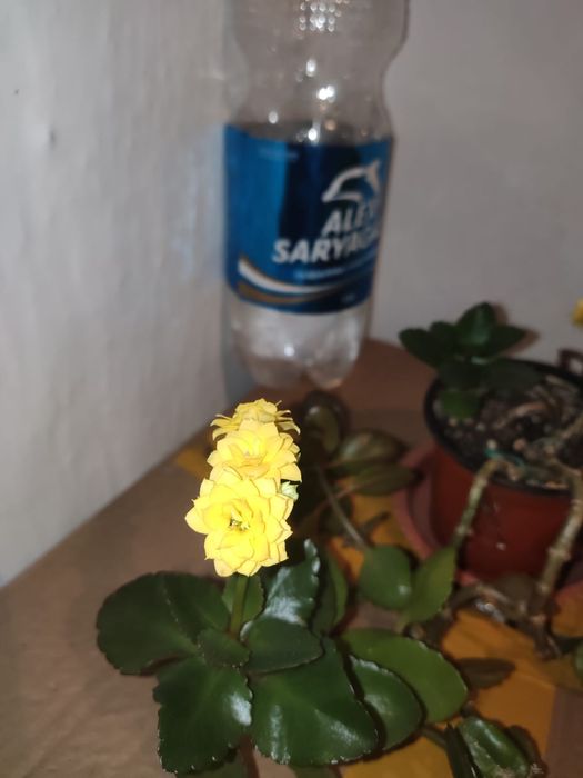 Растение - фикус Бенжамин