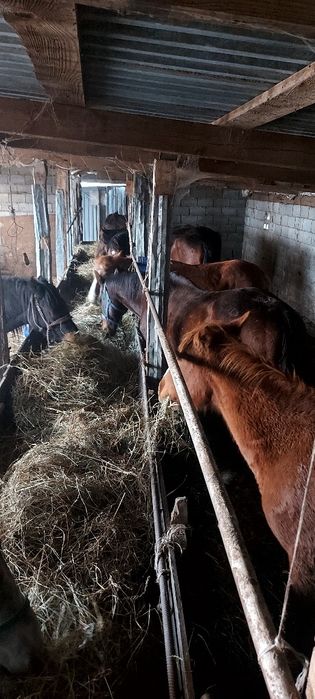Астана қаласы илинка жылқылар сатылады