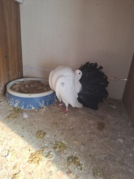 Голуби павлины на обмен