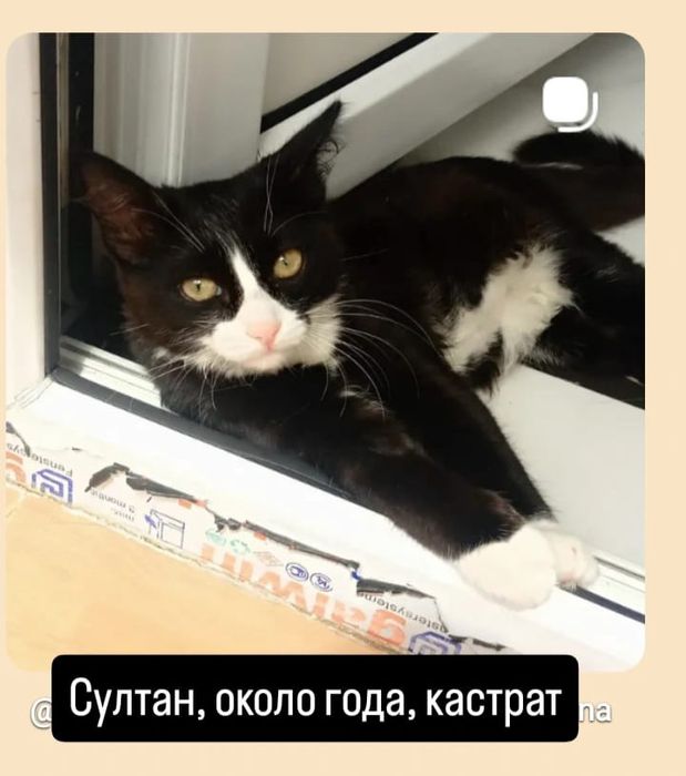 Отдам в добрые руки.