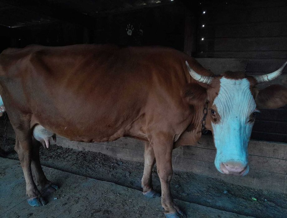 Продаются дойные коровы