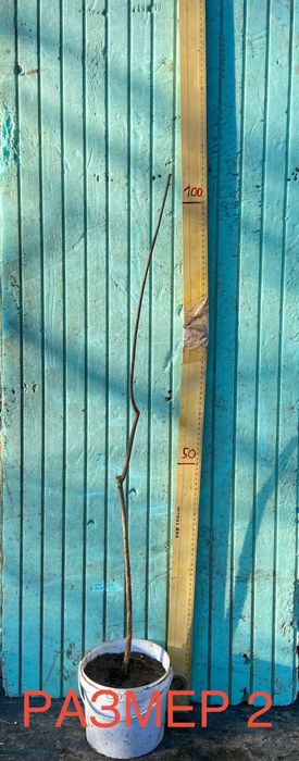 Нарове – селекция от много сортове с различни характеристики, дръвчета