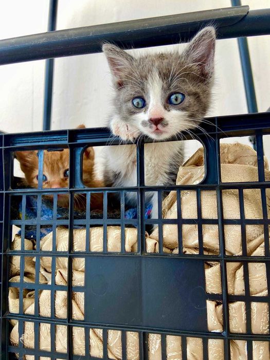 Котенца в добри ръцета! БЕЗПЛАТНО!!!