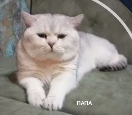 Продам Щенков 2 мальчик 1 девочка