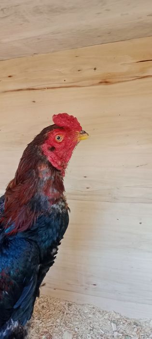 Продам Дакан июн