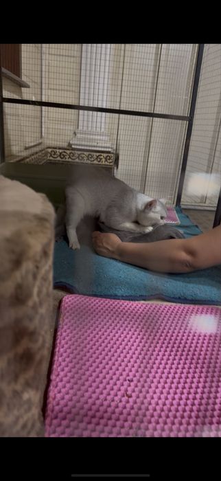 Вязка шиншила читое парода