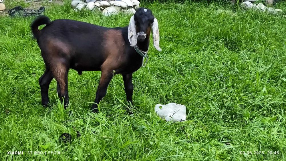 Tap anglonubian pedigree