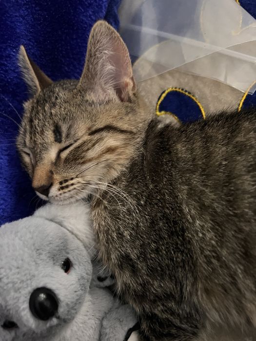 Кошки/котенок уральск