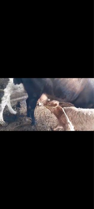 Сауын сиыр сатылады