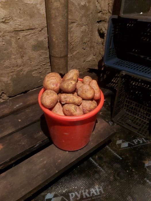 Продам картофель дачный