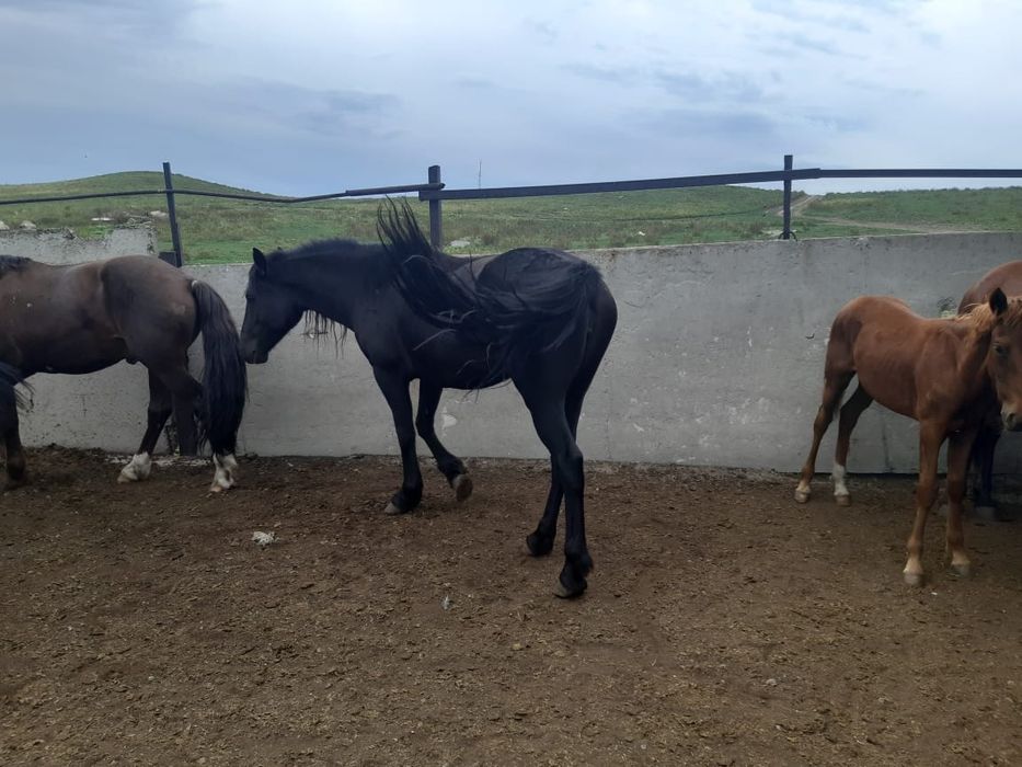 Продаются лошади