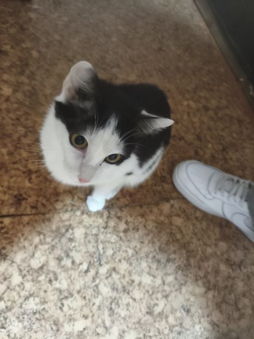 Отдам котят, можно с кошкой