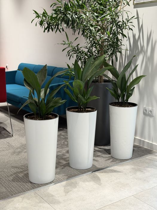 Живые растения в горшках для офиса ресторана и дома