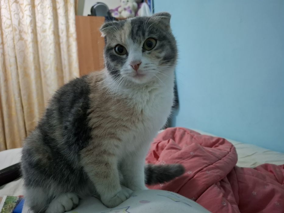 Красавица шотландка с уникальным окрасом в добрые руки