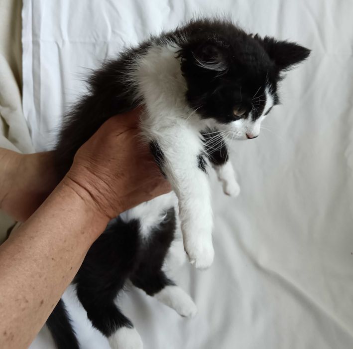 Подарявам малко котенце на 3 месеца