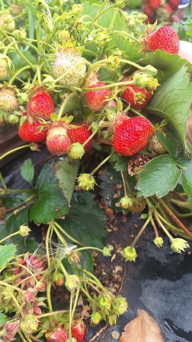 Продам дачу в Сортировке, общество Ромашка