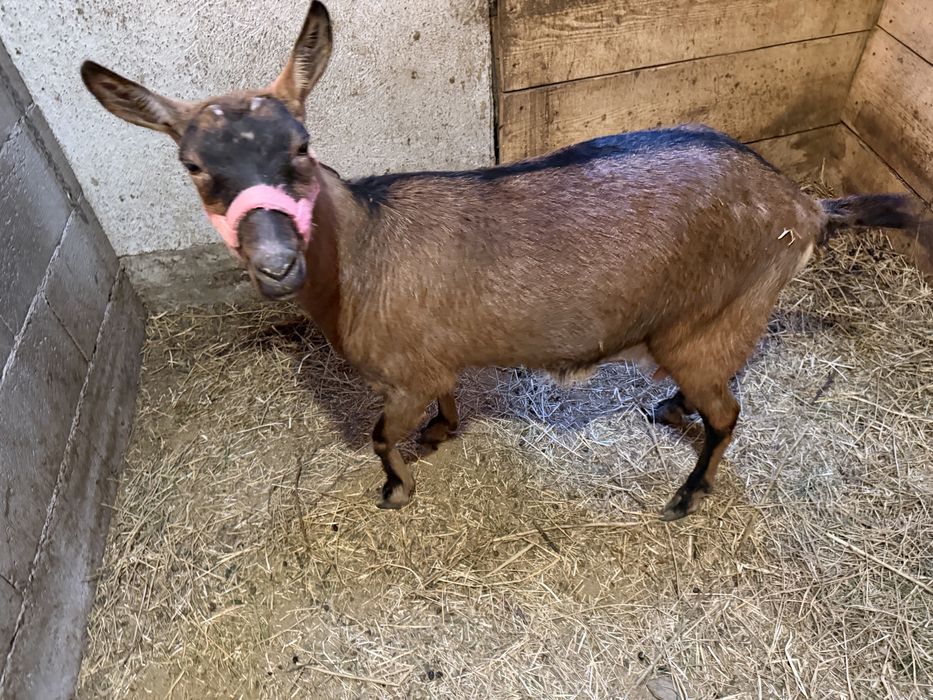 Vand capra alpina franceza de un an