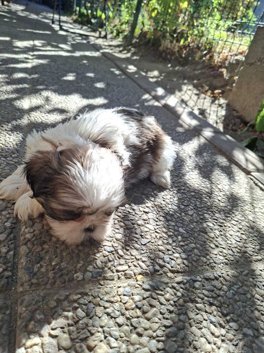 shih tzu talie mica foarte frumos rasa pura detin ambii parinti