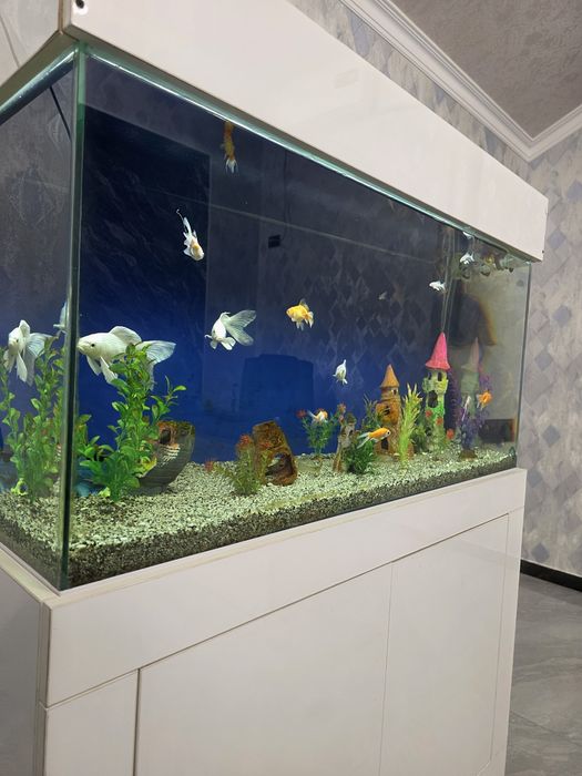 Kamplekt Akvarium 400L + Baliqlar + Mebel + Atman filtr bilan sotiladi