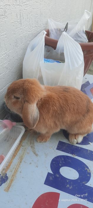 Кролик карлик баран
