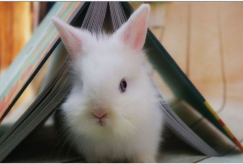 Cap de leu pitic iepurasi de companie