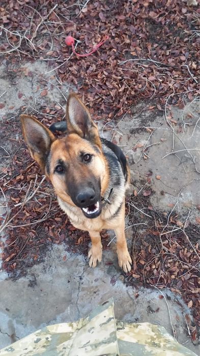 Немецкая овчарка