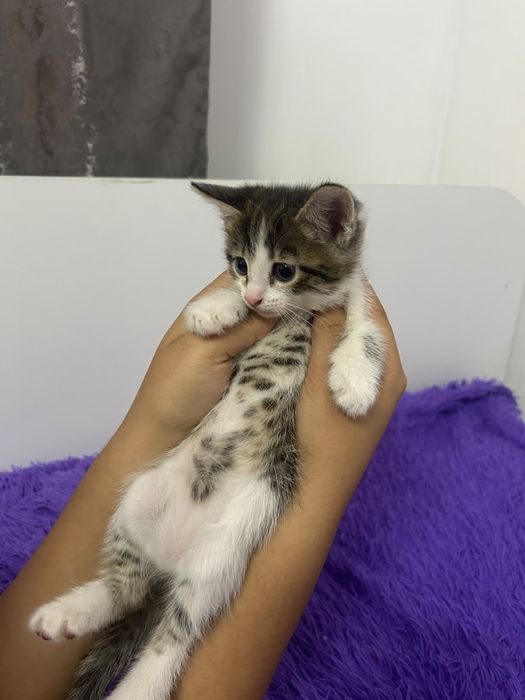 Отдам котят в добрые руки(Уральск)