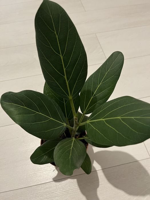 Комнатные цветочки